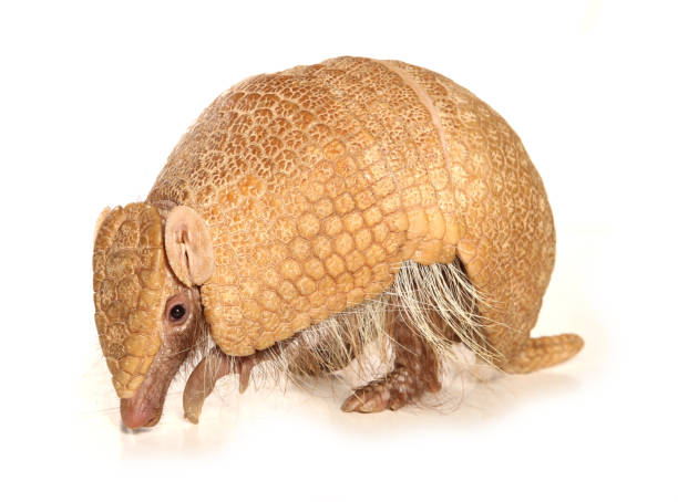 Armadillo isolated Armadillo isolated on a white background armadillo stock pictures, royalty-free photos & images