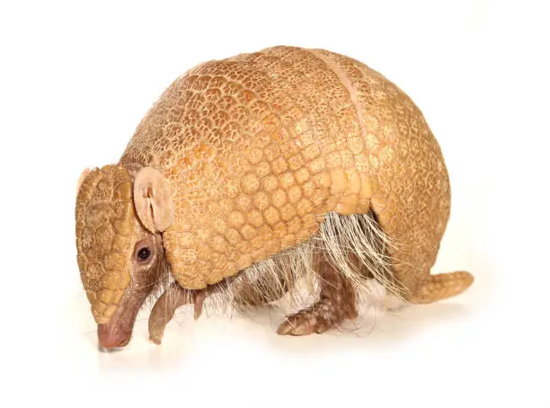 Armadillo isolated on a white background