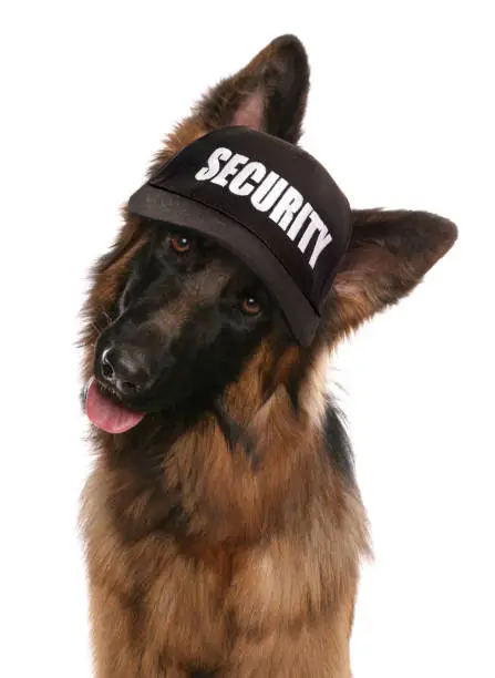 Photo of German shepherd security guard