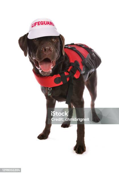 Labrador Retriever Dog Life Guard Stock Photo - Download Image Now - Life Jacket, Dog, Working