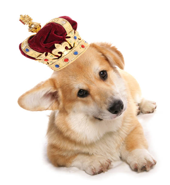 istock Welsh Corgi wearing a crown 1398055439