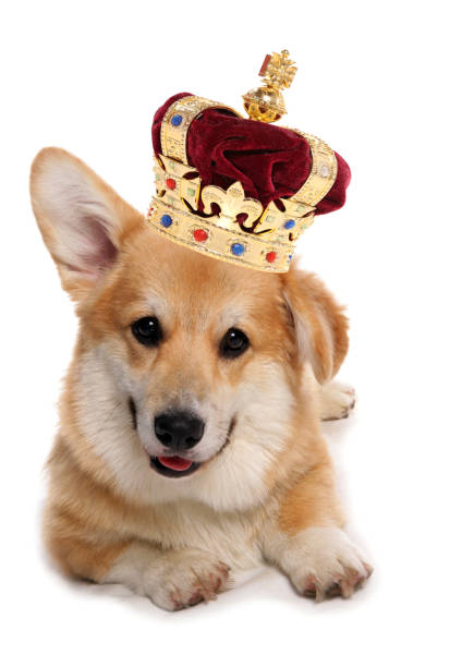 istock Welsh Corgi wearing a crown 1398055450