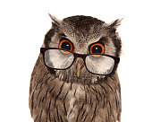 Southern white-faced Owl wearing glasses