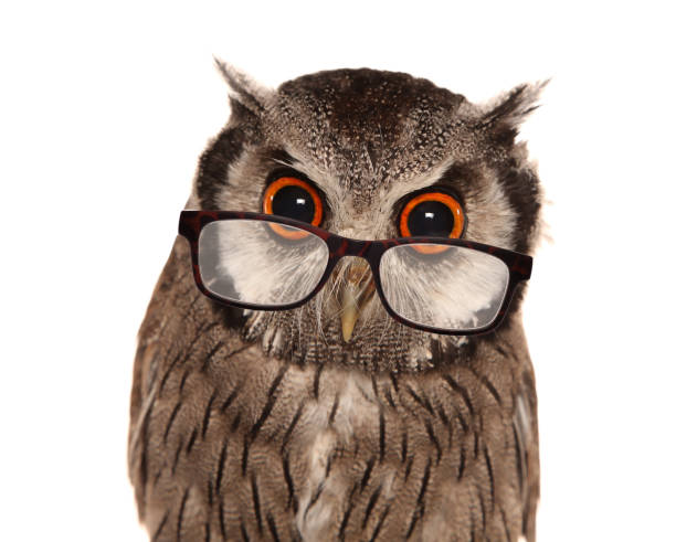Southern white-faced Owl wearing glasses Southern white-faced Owl wearing glasses isolated on a white background owl stock pictures, royalty-free photos & images