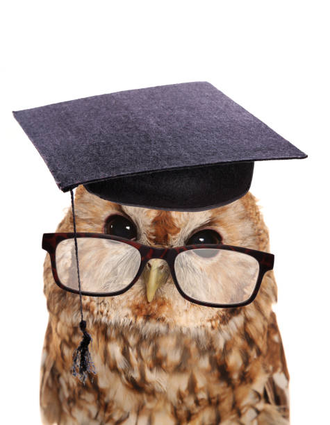 istock owl wearing glasses and a mortar board 1398055473