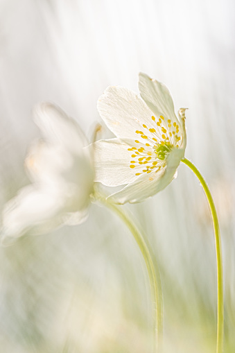 Flowering Wood anemone in early spring
