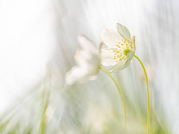 2つの木のイソギンチャク - yellow wood anemone ストックフォトと画像