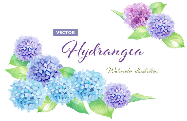 summer flowers: watercolor illustration of hydrangea. two-corner decorative frame. (vector. layout can be changed) - ortanca stock illustrations