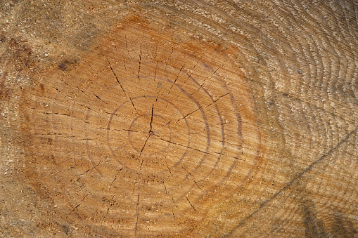 Annual ring and grain of wood cross section