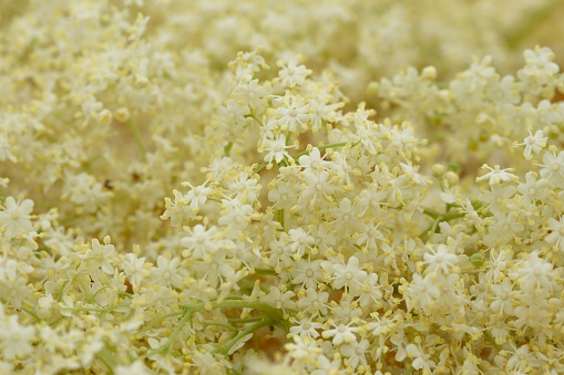 Close-up of elderberry flower