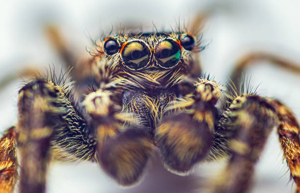 istock Extreme magnification - Jumping spider portrait, front view 1398058008