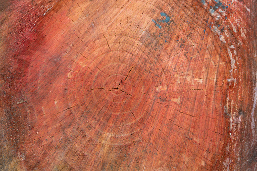 Growth rings and textures on the cross section of red wood