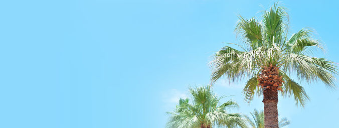 Beautiful green palm trees on the blue sky. Copy space. Banner