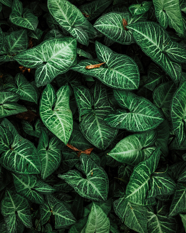 Green Leaves\tBackground