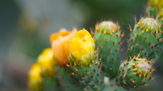 Yellow cactus flower in Israel