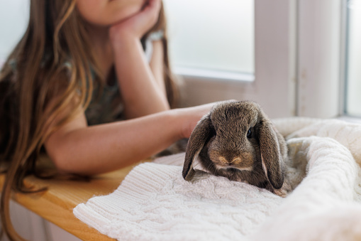 Little girl caresses the bunny while relaxing on windowsill.