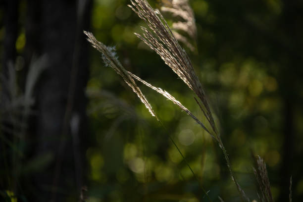 istock Shining pampas grass ears 1398062661