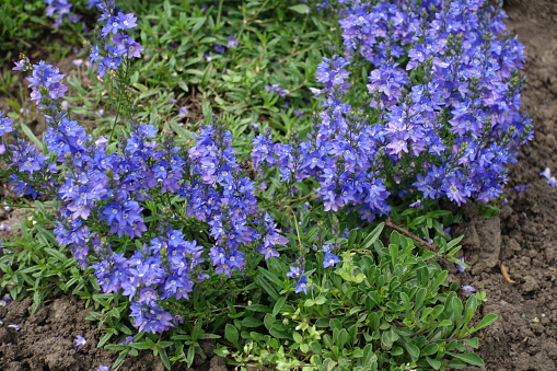 Blue and purple flowers of prostrate speedwell in May