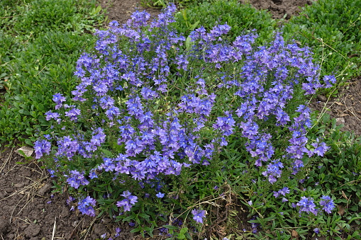 Numerous blue flowers of prostrate speedwell in June
