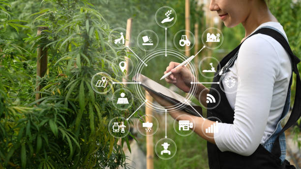 agricultor inteligente usando tablet para monitorar o controle da maconha ou plantação de cannabis na estufa. conceito de agricultura e medicina à base de plantas. - entrepreneur lifestyles nature environment - fotografias e filmes do acervo