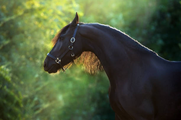 istock Frisian horse with long mane 1398065314