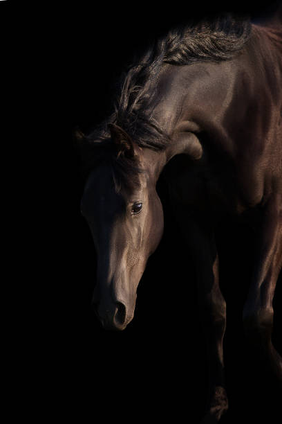 istock Beautiful horse on a dark background 1398065316
