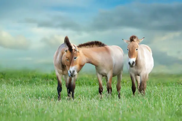 Przewalski's horses on green pasture