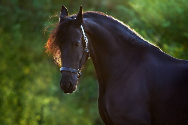 istock Frisian horse with long mane 1398065318