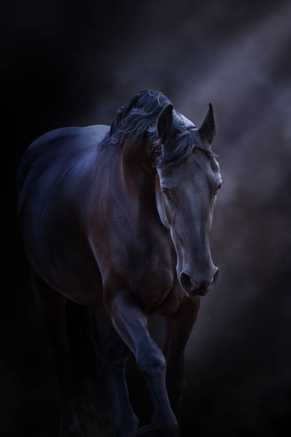 istock Black frisian  horse with long mane 1398065350