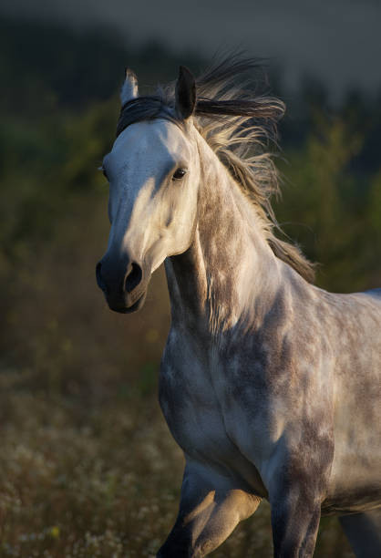 istock Grey arabian stallion free run 1398065405