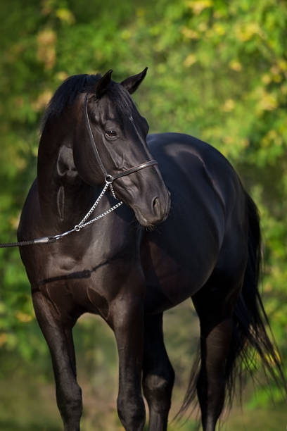 istock Beautiful horse portrait 1398066424