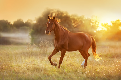 Red horse run in meadow at sunset light