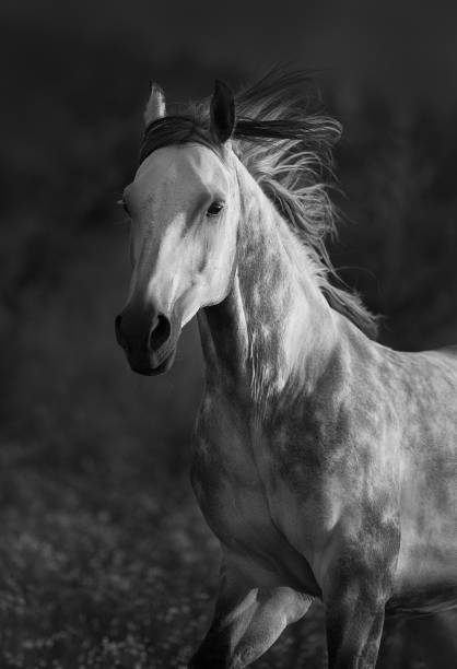 istock Grey arabian stallion free run 1398066447