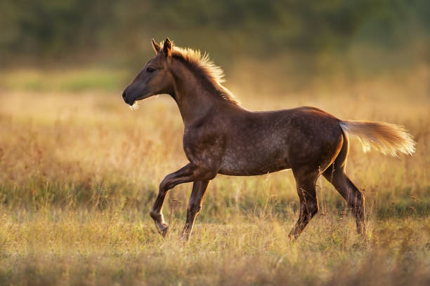 istock Foal with blonde mane free run 1398066448