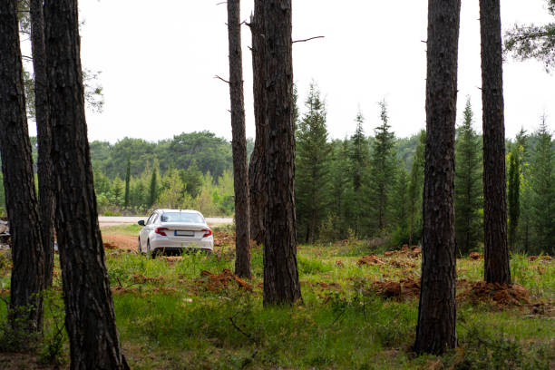 A white car in the mysterious forest stock photo