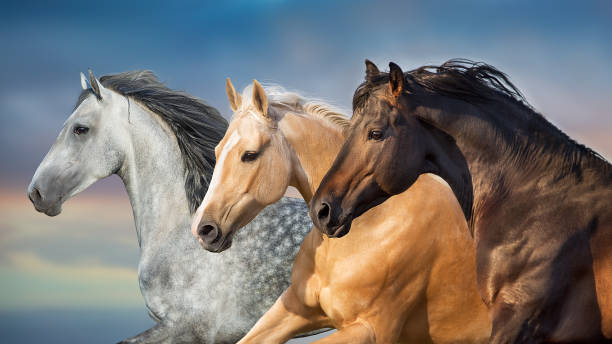 istock Horses in motion  close up portrait 1398066916