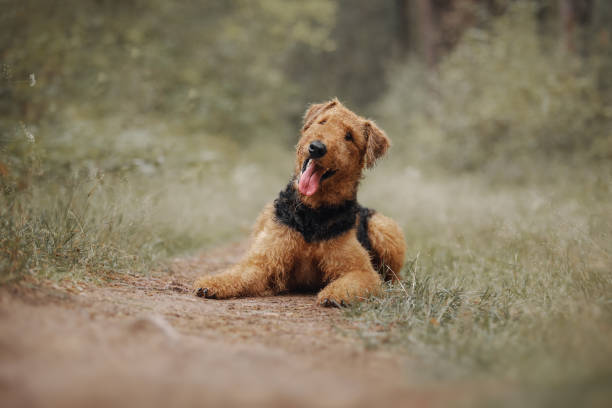 Airedale terrier dog lies on the road Airedale terrier dog lies on the road airedale terrier stock pictures, royalty-free photos & images