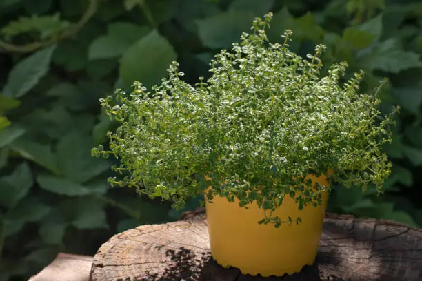 Photo of Thyme in pot on wood log against background of gree garden. Potted Thymus vulgaris plant perennial herb. Growing kitchen herbs and spices. Home gardening.