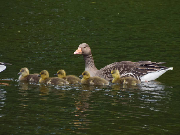 istock Greylag goose babies in a lake 1398068095