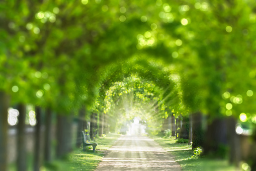 a way to the light end of the tunnel through a blurred park avenue in springtime, natural symbolic concept for mourning, hope, depression and others with copy space