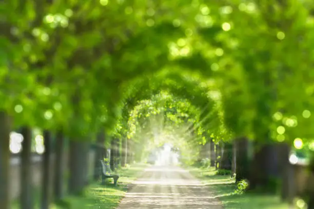 Photo of a way to the light end of the tunnel through a blurred park avenue in springtime, natural symbolic concept for mourning, hope, depression and others with copy space