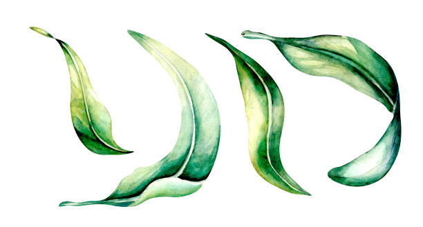 istock Green, blue, dark tropical leaves watercolor illustration on white 1398069627