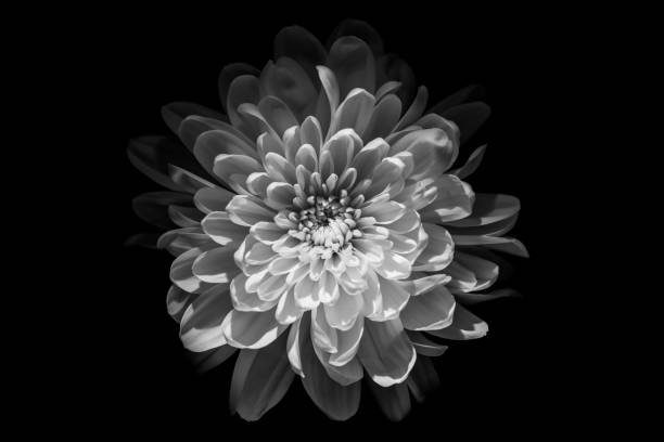 istock Black and White Flower Emergence 1398071178