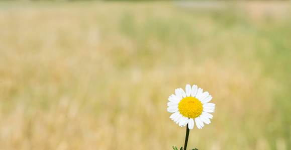daisy and wheat fields background