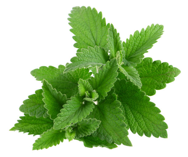 istock Lemon balm isolated on white background. Clipping path. Melissa plant. Fresh green leaf mint. 1398072014