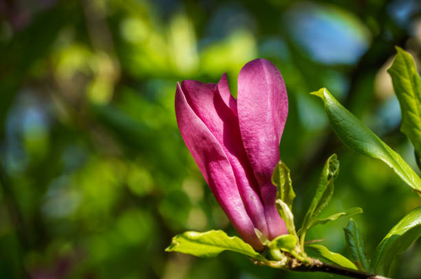 istock Large pink flower Magnolia Susan (Magnolia liliiflora x Magnolia stellata) on blurred greenery. Selective focus. Nature concept for design 1398072116