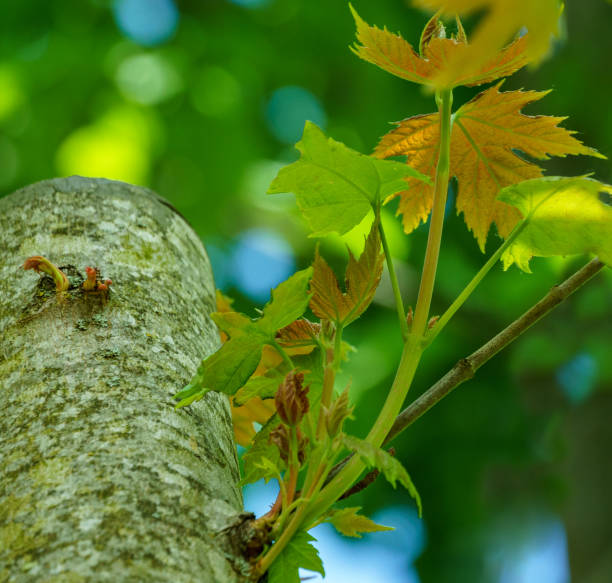 nouvelles pousses d’érable acer saccharinum sur un tronc d’arbre raccourci. nouvelles feuilles vertes sur acer en journée de printemps. concept de nature pour tout design. mise au point sélective douce. - maple keys maple tree seed tree photos et images de collection