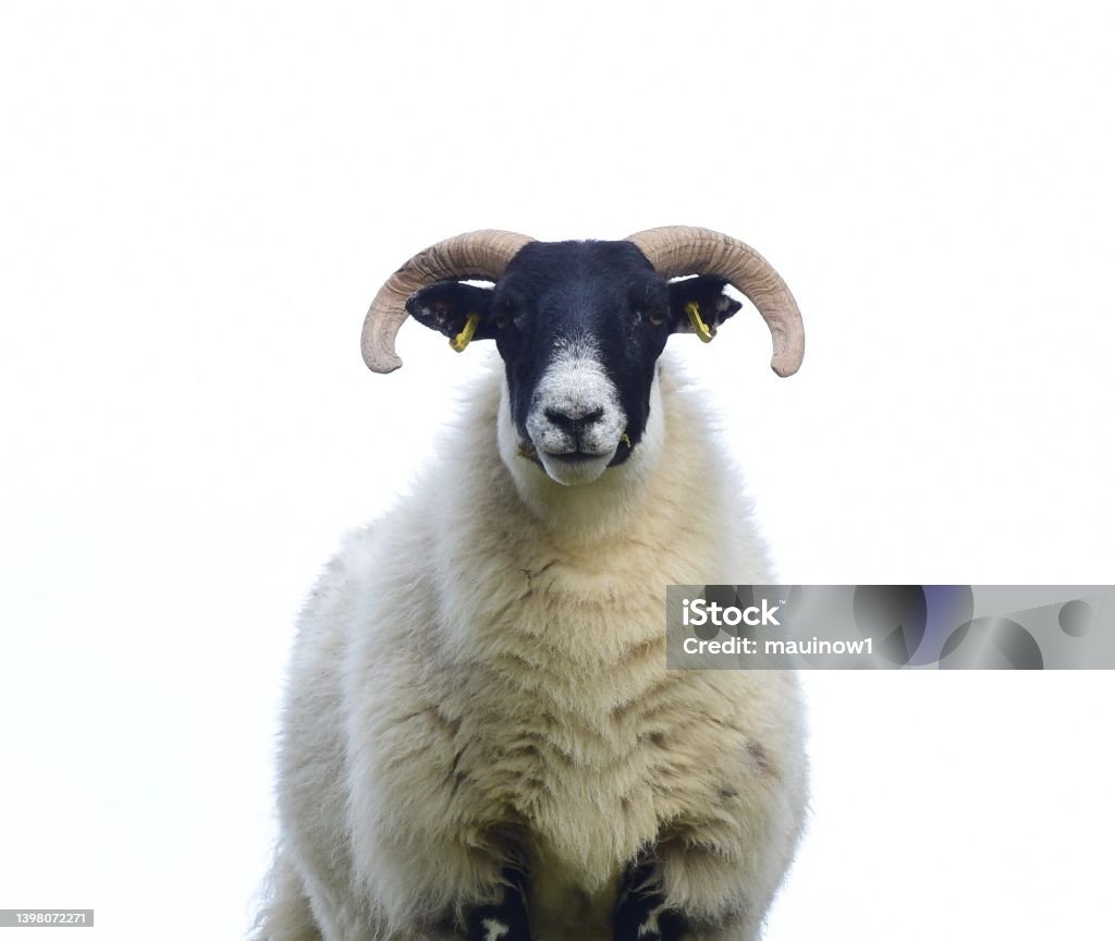 Lambs and Sheep Livestock in the Scottish Highlands Sheep Stock Photo