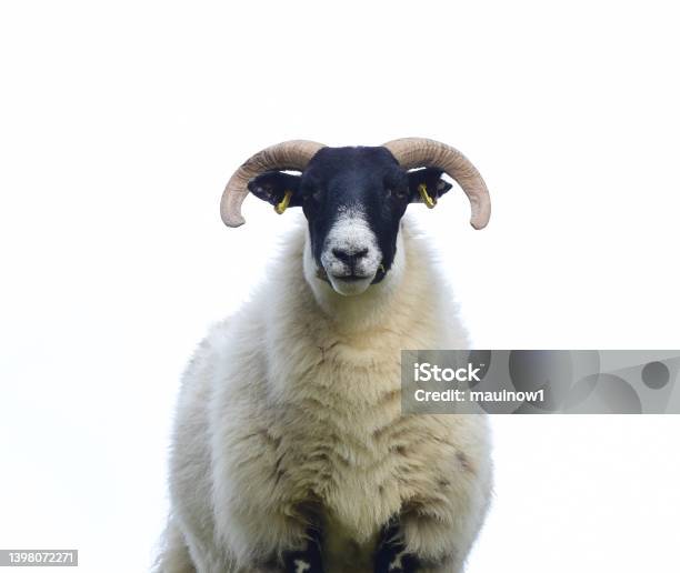 Lambs And Sheep Stock Photo - Download Image Now - Sheep, Agricultural Field, Agriculture