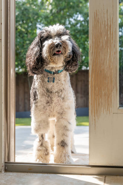 istock Old English Sheepdog at open door 1398072394